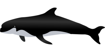 逆戟鲸 - PNG派