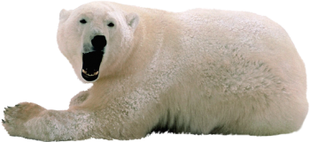 捂脸的北极熊 - PNG派