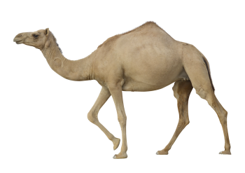 骆驼 - PNG派