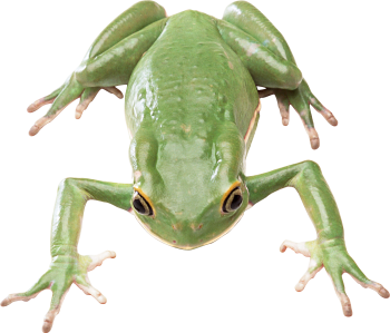 绿蛙 - PNG派