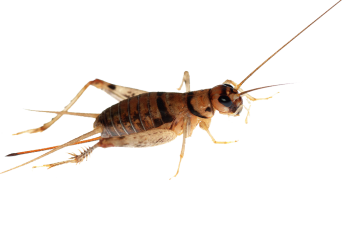 蟋蟀昆虫 - PNG派