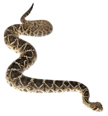 蟒蛇 - PNG派