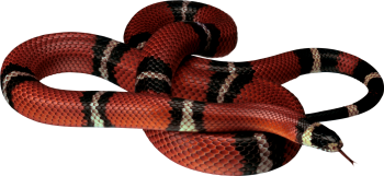 蛇 - PNG派