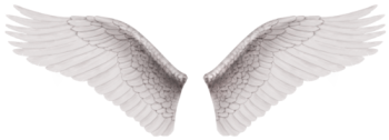 白色天使翅膀 - PNG派
