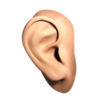 耳朵 - PNG派