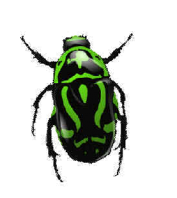 绿色昆虫 - PNG派