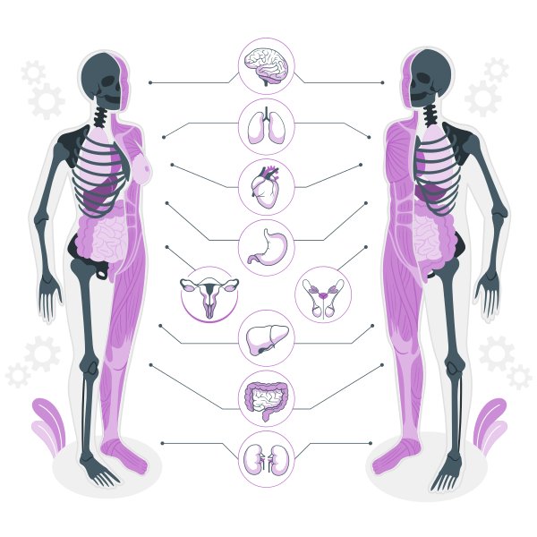 身体解剖学矢量svg插画