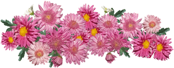 粉红色菊花 - PNG派