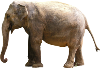 大象 - PNG派