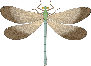 蜻蜓 - PNG派