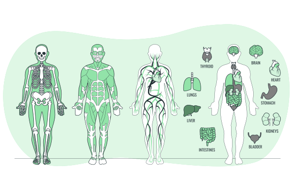 身体解剖学矢量svg插画