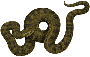 蟒蛇 - PNG派