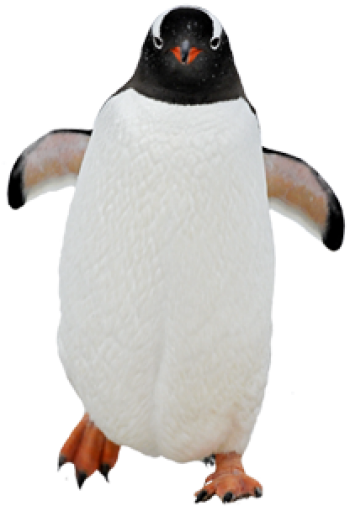 企鹅 - PNG派