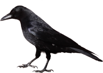 黑乌鸦 - PNG派