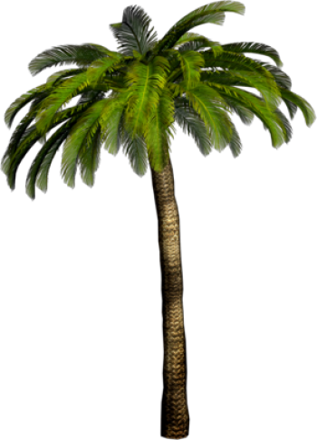 热带棕榈树 - PNG派
