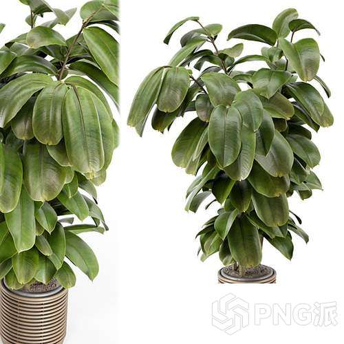 时尚绿植盆景3D模型 - PNG派