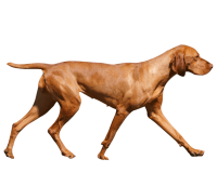 威斯拉犬 - PNG派