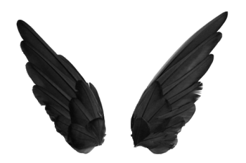 翅膀 - PNG派