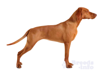 威斯拉犬 - PNG派