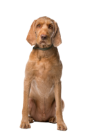 威斯拉犬 - PNG派