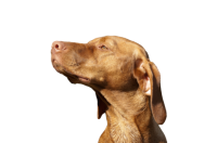 威斯拉犬 - PNG派