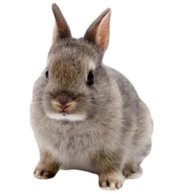 兔子 - PNG派