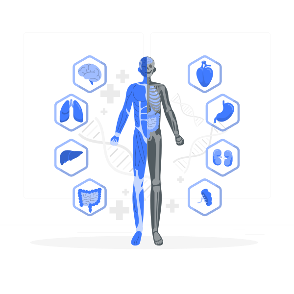 身体解剖学矢量svg插画 - PNG派