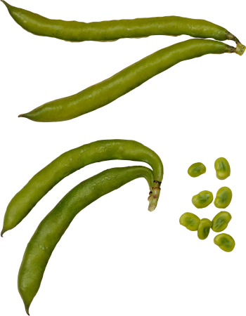 绿豆 - PNG派