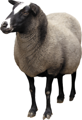 一只羊 - PNG派