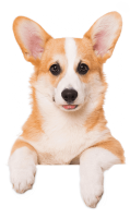 柯基犬 - PNG派