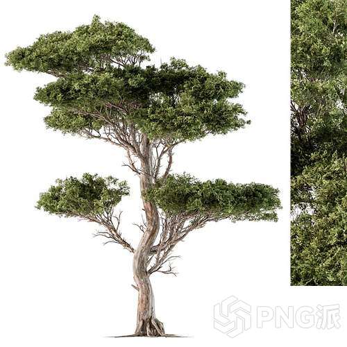 现代绿植盆景3D模型 - PNG派