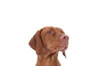 威斯拉犬 - PNG派
