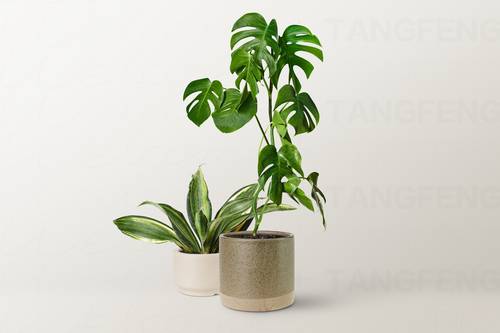 花店品牌展示效果PS样机模板 - PNG派