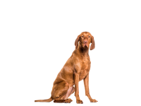 威斯拉犬 - PNG派