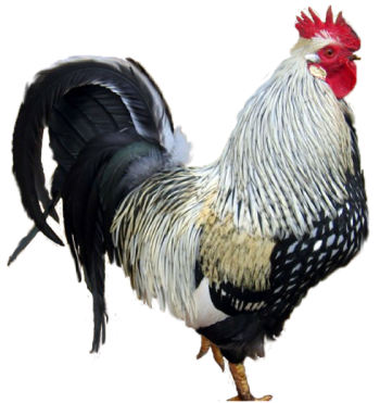 鸡（公鸡） - PNG派