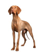 威斯拉犬 - PNG派
