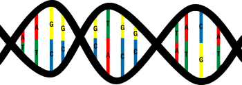 DNA - PNG派