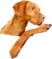 威斯拉犬 - PNG派