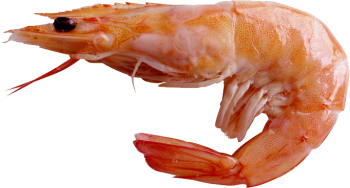 一只虾 - PNG派