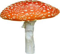 amanita - PNG派