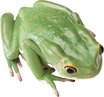 绿色青蛙 - PNG派