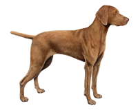 威斯拉犬 - PNG派