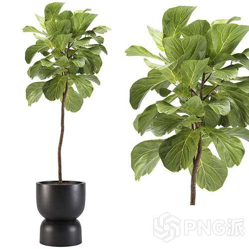 时尚绿植盆景3D模型 - PNG派