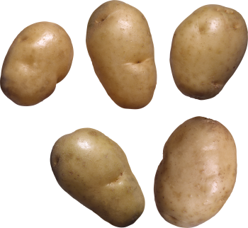 5个土豆 - PNG派