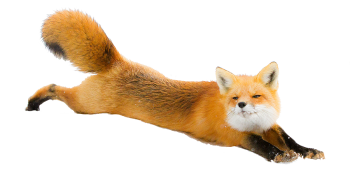 狐狸 - PNG派