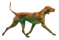 威斯拉犬 - PNG派