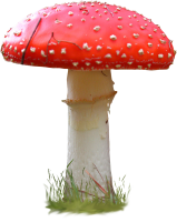 amanita - PNG派