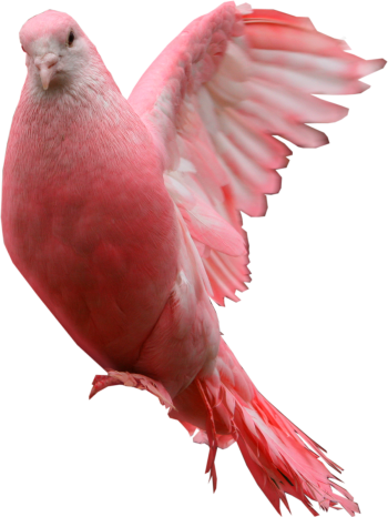粉红色的鸽子 - PNG派