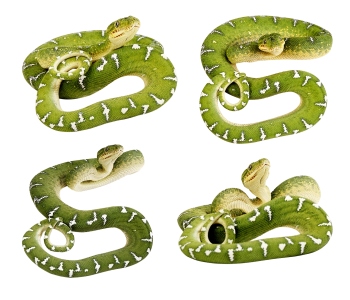 绿蛇 - PNG派