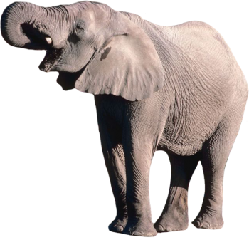 大象 - PNG派
